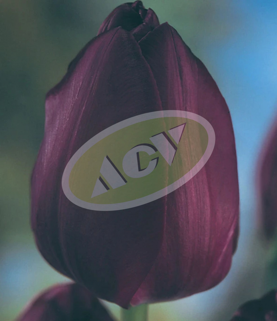 LUKOVICE TULIPA-LALE AB CRNO PAK.